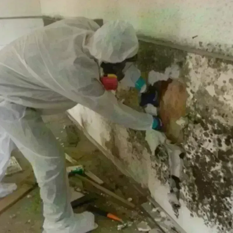 Mold Remediation and Removal in Jacksonville, TX